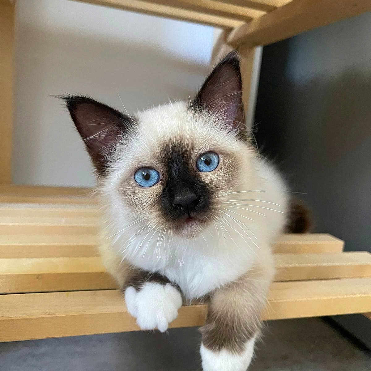 Vitton participe au concours pour gagner de l'argent avec cette photo : animal, cat, furniture, hardwood, kitten, pet, plywood, siamese, stainedwood, wood