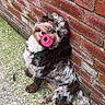 Merci is registered to the contest to win money with this photo: animal, brick_wall, canine, collar, concrete_ground, curly_fur, cute, dog, fur, happy, looking_up, muzzle, outdoor, paw, pet, pink_ball, playful, sitting, tail, toy