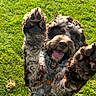Merci is registered to the contest to win money with this photo: animal, bandana, canine, closeup, cute, dog, excited, friendly, fur, grass, happy, mammal, nature, outdoor, paw, pet, playful, summer, sunlight, tongue