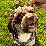 alert, animal, brown_and_white, canine, companion, curly_fur, cute, dog, fur, grass, hand, happy, mammal, nature, outdoor, pet, playful, sunlight, treat, waiting