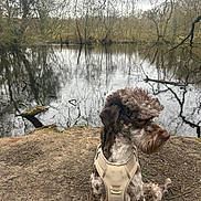 Merci joined the competition — help win amazing prizes! animal, bare_branches, calm, cloudy, curly_hair, dog, earth, ground, harness, nature, outdoor, park, peaceful, pet, pond, reflection, scenery, sitting, trees, water