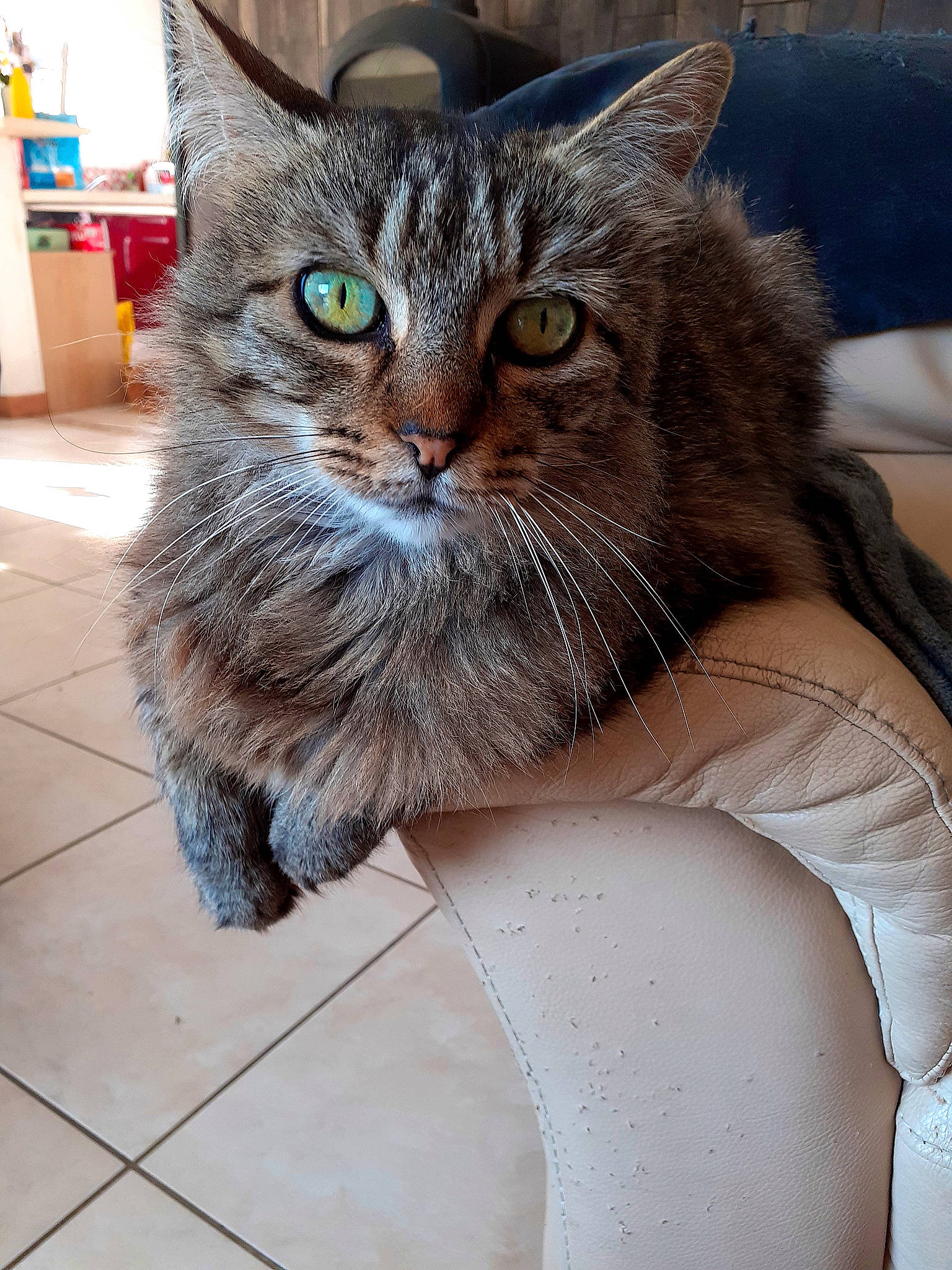 Milo participe au concours pour gagner de l'argent avec cette photo : carnivore, cat, claw, comfort, domestic_short_haired_cat, door, felidae, flooring, fur, paw, sand, sitting, small_to_medium_sized_cats, snout, tail, terrestrial_animal, whiskers, window