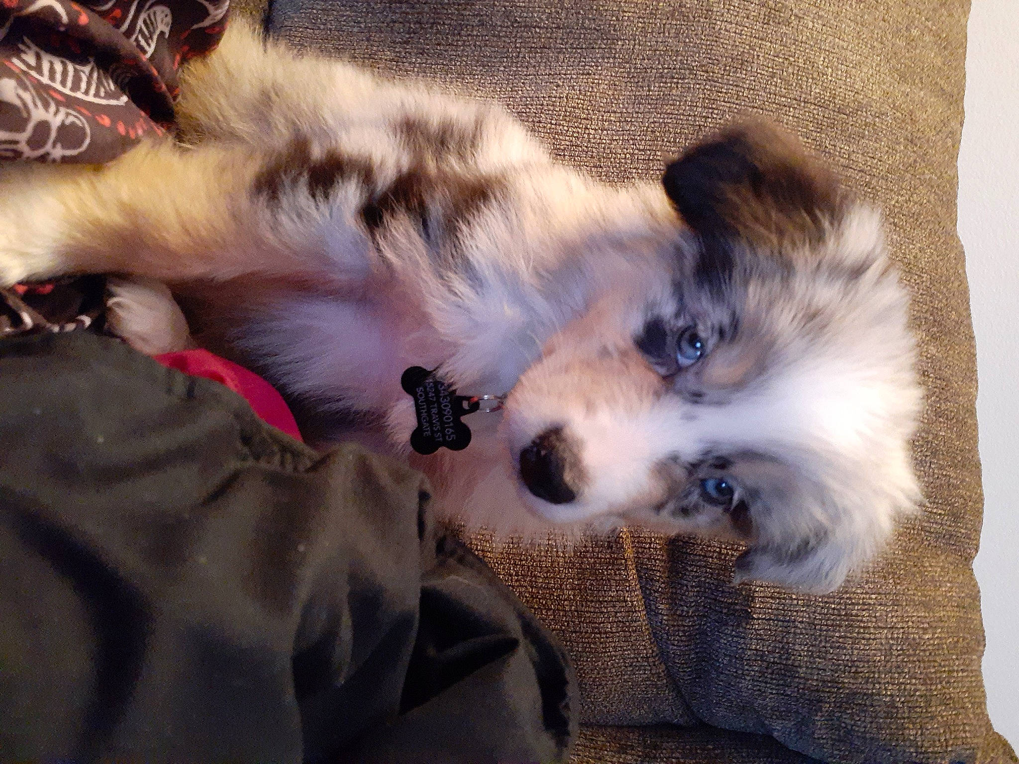 Cosmo joined the competition — help win amazing prizes! carnivore, comfort, companion_dog, couch, dog, dog_breed, fawn, felidae, fur, herding_dog, miniature_australian_shepherd, nap, paw, siberian_husky, silken_windhound, small_to_medium_sized_cats, terrestrial_animal, texas_heeler, whiskers, working_dog