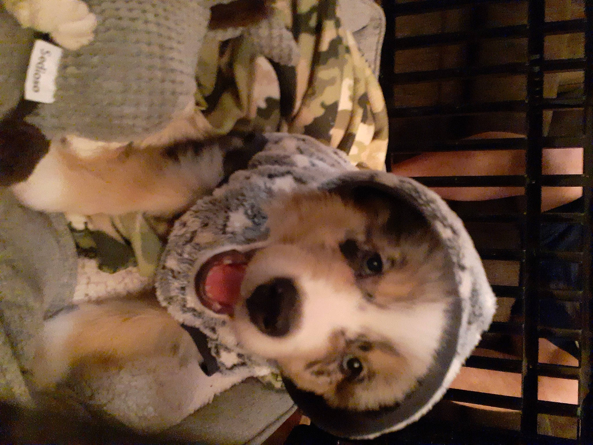 Cosmo is registered to the contest to win money with this photo: camouflage, canidae, carnivore, chair, companion_dog, dog, dog_breed, fawn, felidae, ferret, fur, hat, military_camouflage, military_uniform, mustelidae, sled_dog, small_to_medium_sized_cats, snout, sporting_group, whiskers