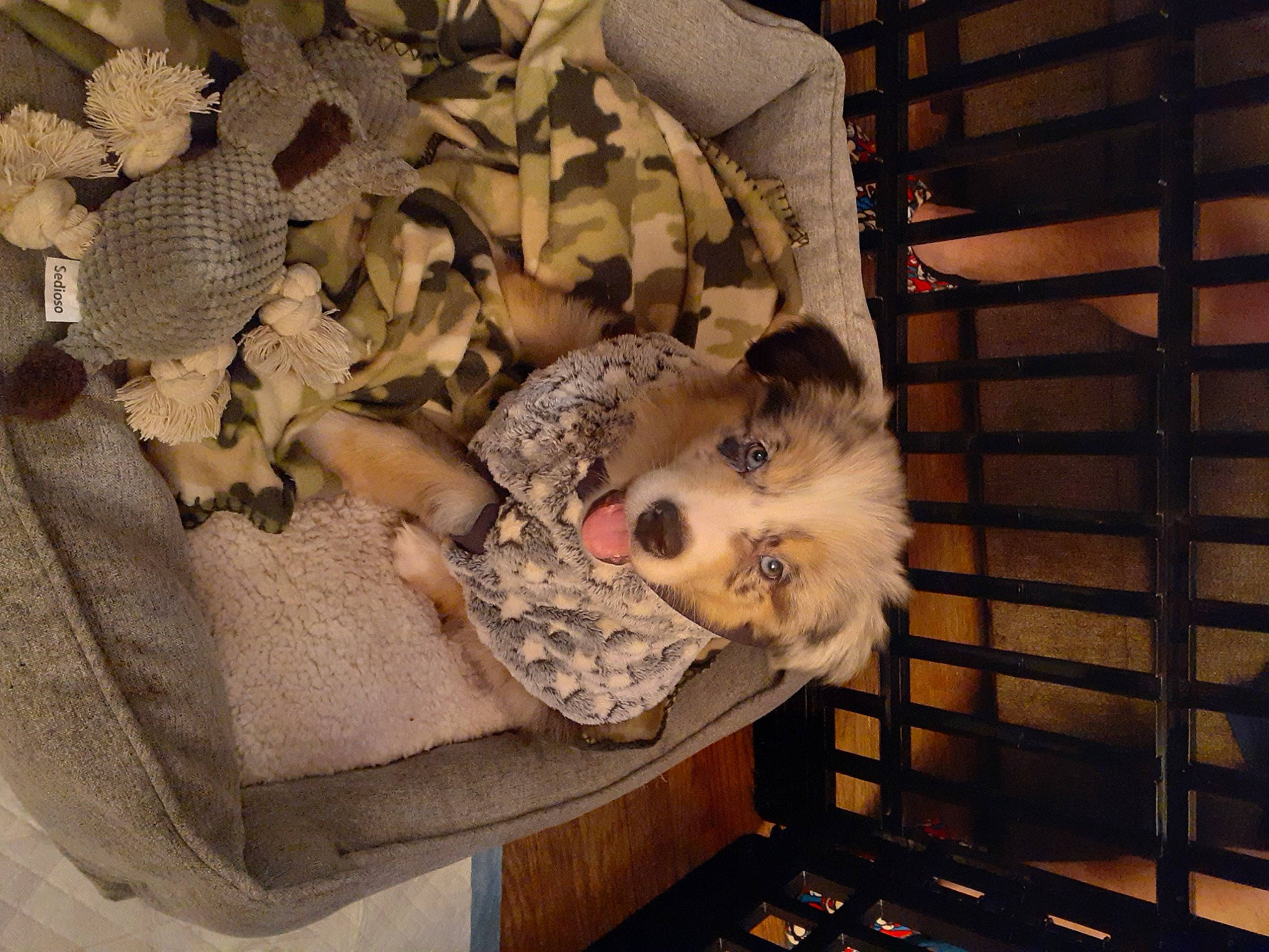 Cosmo is registered to the contest to win money with this photo: canidae, carnivore, comfort, companion_dog, dog, dog_breed, fawn, felidae, fur, linens, mammal, plant, room, small_to_medium_sized_cats, sporting_group, stuffed_toy, toy, vertebrate, whiskers, wood