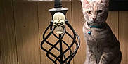 Stinkybutt is registered to the contest to win money with this photo: bell, brown, cat, collar, cozy, curious, decor, feline, figurine, indoor, lamp, lighting, metal, orange, ornament, pet, shadow, skull, table, wood_paneling