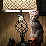 Stinkybutt is registered to the contest to win money with this photo: cat, lamp, skull, wood_paneling, table, indoor, pet, feline, decor, lighting, curious, collar, bell, figurine, shadow, cozy, orange, brown, metal, ornament