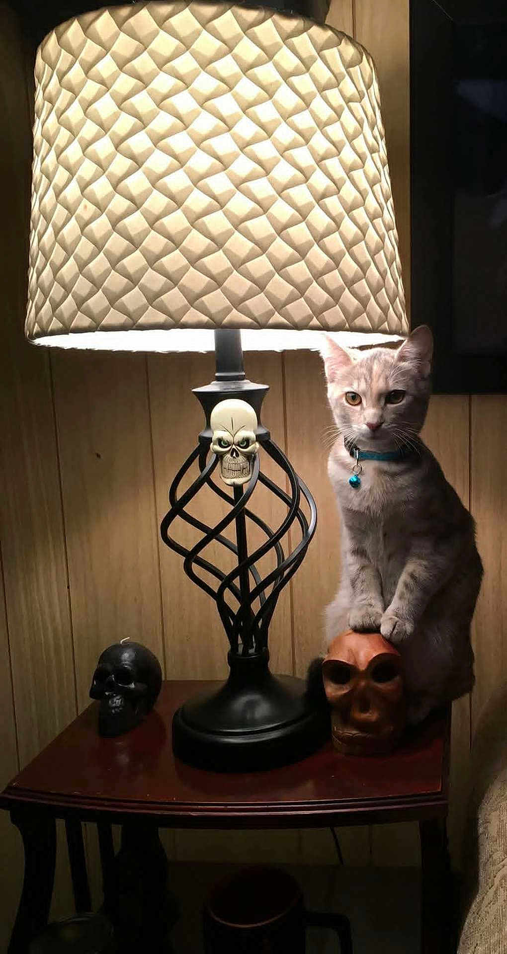 Stinkybutt is registered to the contest to win money with this photo: cat, lamp, skull, wood_paneling, table, indoor, pet, feline, decor, lighting, curious, collar, bell, figurine, shadow, cozy, orange, brown, metal, ornament