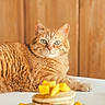 Caramel participe au concours pour gagner de l'argent avec cette photo : animal, breakfast, cat, closeup, food, fur, furniture, gaze, indoor, kitchen, mango, orange_tabby, pancakes, pet, plate, relaxed, stack, table, whiskers, wooden_cabinet