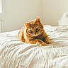 animal, bed, cat, cozy, domestic_animal, ears, feline, fur, home, indoor, orange_tabby, paws, pet, relaxed, resting, sleepy, sunlight, whiskers, white_bedspread, window
