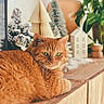 Caramel a rejoint le concours — aidez-le/la à gagner de superbes lots ! cat, closeup, cozy, decorations, domestic_animal, feline, frosted_trees, fur, ginger_cat, green_plant, holiday_decor, indoor, miniature_trees, pet, relaxed, small_house, tabletop, whiskers, winter_theme, wooden_surface