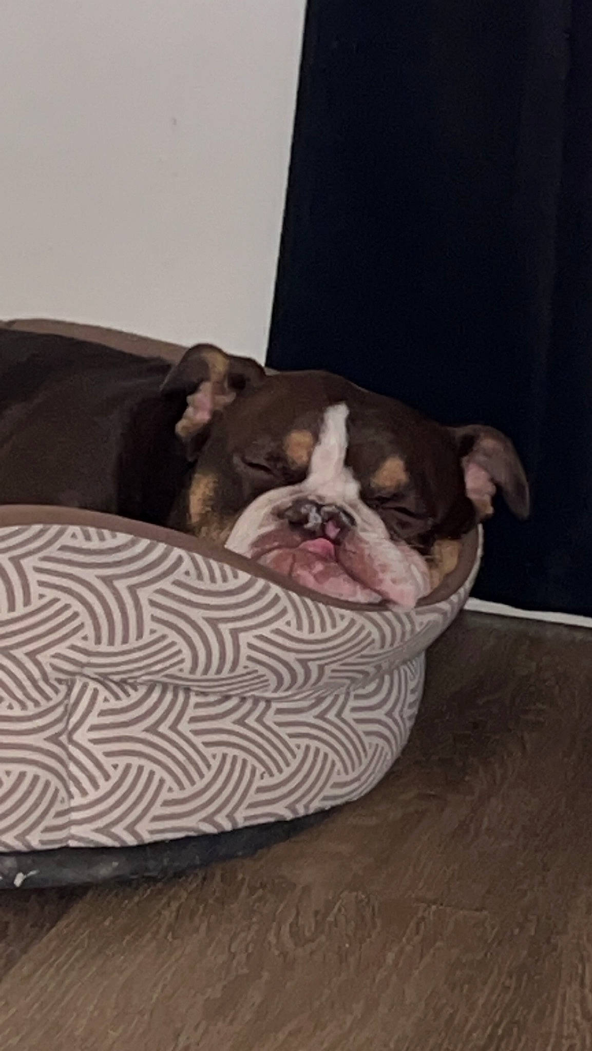 Ninou participe au concours pour gagner de l'argent avec cette photo : bulldog, canidae, carnivore, comfort, companion_dog, dog, dog_breed, dog_supply, fawn, flooring, hardwood, molosser, pet_supply, snout, sporting_group, terrestrial_animal, toy_dog, whiskers, wood, wrinkle