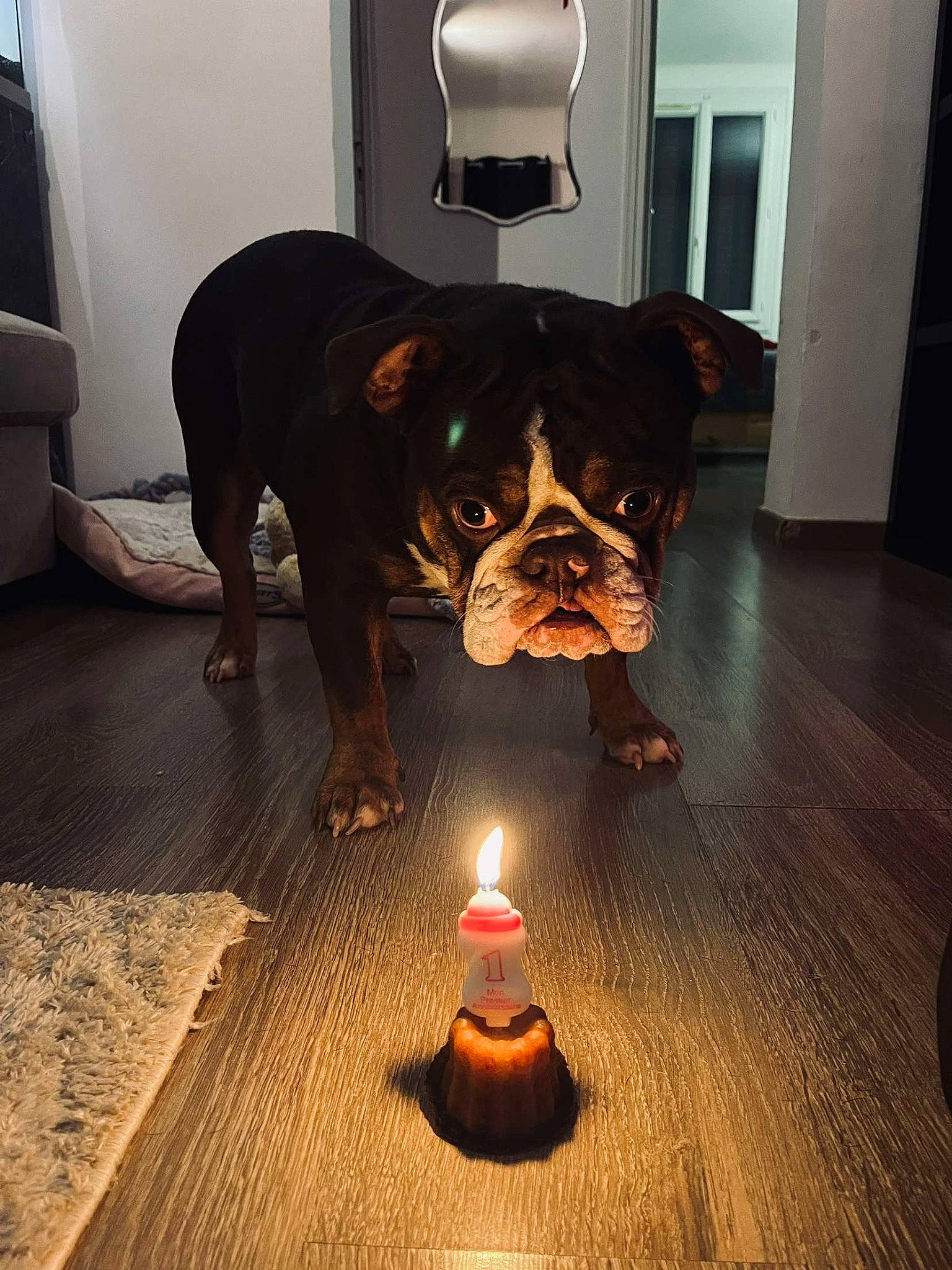 Ninou a rejoint le concours — aidez-le/la à gagner de superbes lots ! candle, carnivore, companion_dog, dog, dog_breed, felidae, fire, floor, flooring, gas, hardwood, heat, laminate_flooring, lighting, table, tints_and_shades, window, wood, wood_flooring, working_animal