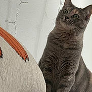 Niki is registered to the contest to win money with this photo: cat, feline, gray_cat, tabby, pet, whiskers, green_eyes, indoor, string_lights, white_wall, pillow, blanket, cozy, sitting, portrait, fur, ears, paws, curious, close_up