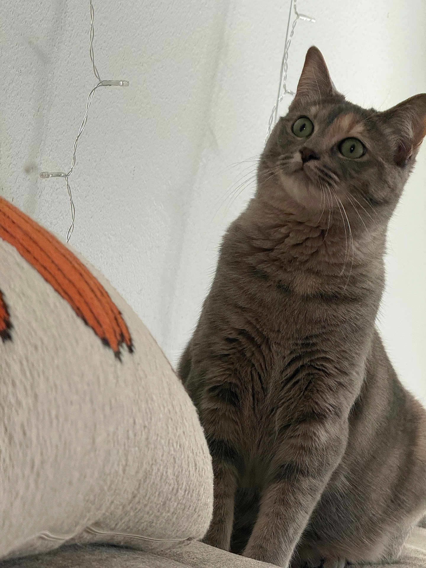 Niki is registered to the contest to win money with this photo: cat, feline, gray_cat, tabby, pet, whiskers, green_eyes, indoor, string_lights, white_wall, pillow, blanket, cozy, sitting, portrait, fur, ears, paws, curious, close_up