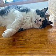 Henri is registered to the contest to win money with this photo: cat, feline, black_and_white, fur, paw, whiskers, hardwood_floor, wood_paneling, window, sunlight, lying_down, relaxed, pet, indoor, close_up, portrait, ear, nose, domestic_cat, curious