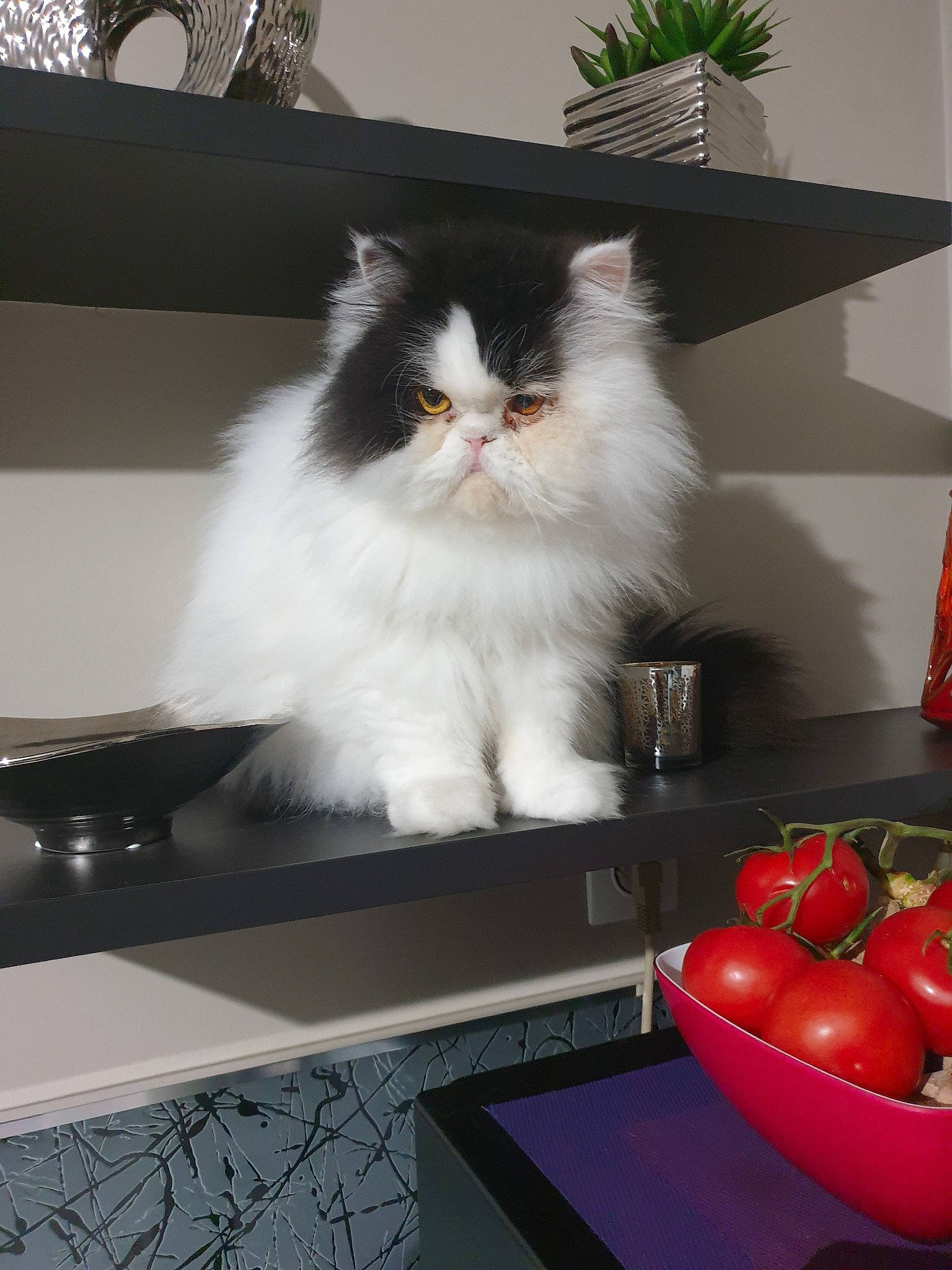 Mozart participe au concours pour gagner de l'argent avec cette photo : british_longhair, british_semi_longhair, carnivore, cat, domestic_long_haired_cat, felidae, kitten, norwegian_forest_cat, persian, plant, ragamuffin, small_to_medium_sized_cats, whiskers