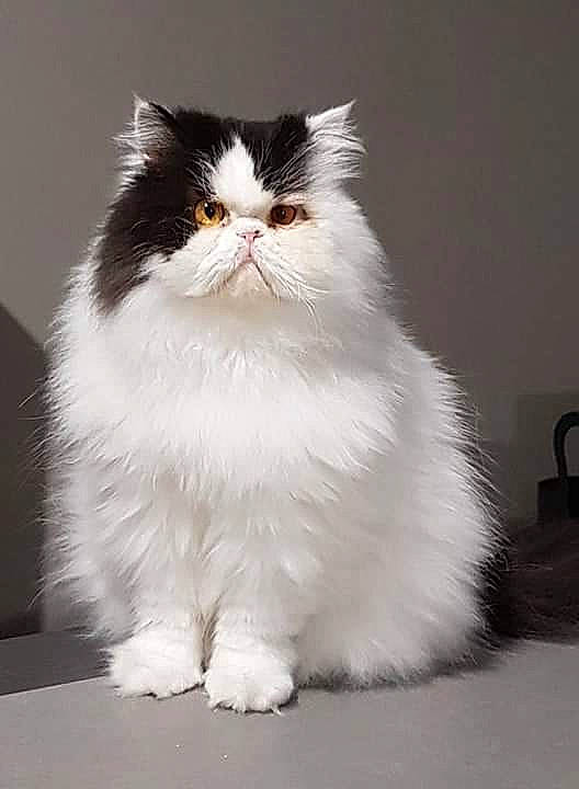 Mozart participe au concours pour gagner de l'argent avec cette photo : asian_semi_longhair, british_longhair, british_semi_longhair, carnivore, cat, cymric, domestic_long_haired_cat, eye, felidae, fur, mammal, napoleon_cat, norwegian_forest_cat, persian, ragamuffin, small_to_medium_sized_cats, tail, vertebrate, whiskers