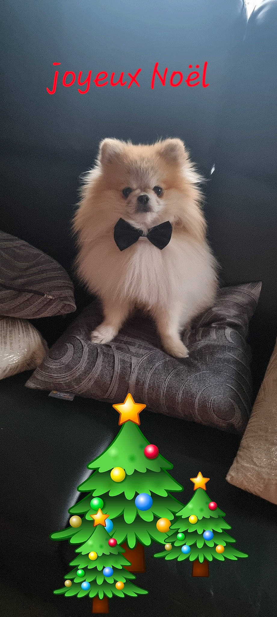 Hatchi a rejoint le concours — aidez-le/la à gagner de superbes lots ! canidae, carnivore, christmas_tree, companion_dog, dog, dog_breed, dog_supply, event, evergreen, fawn, fur, german_spitz, german_spitz_klein, green, holiday_ornament, snout, spitz, tail, toy_dog, whiskers