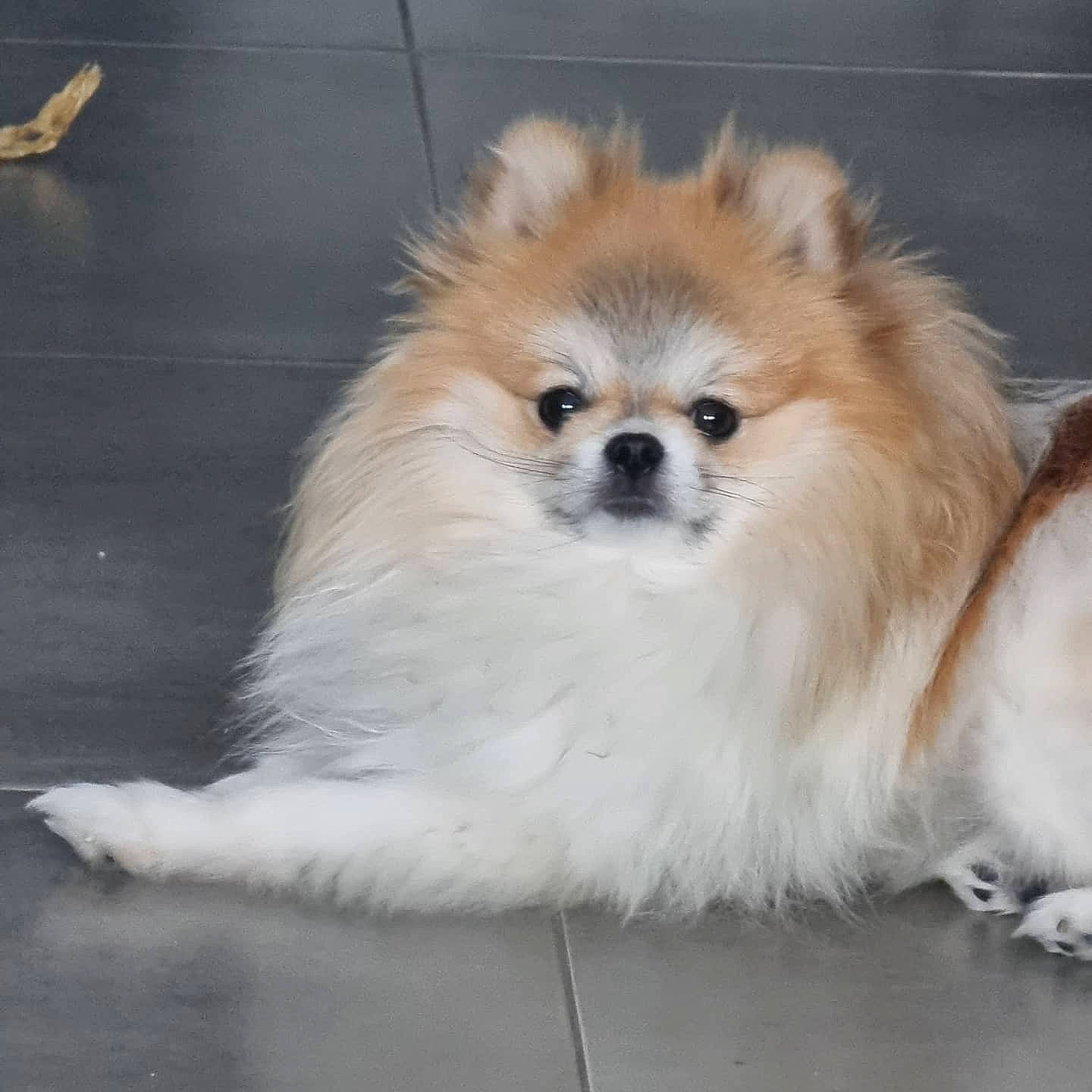 Hatchi a rejoint le concours — aidez-le/la à gagner de superbes lots ! ancient_dog_breeds, canidae, carnivore, companion_dog, dog, dog_breed, fawn, fur, german_spitz, german_spitz_klein, non_sporting_group, pomeranian, snout, spitz, sporting_group, toy_dog, whiskers, working_animal