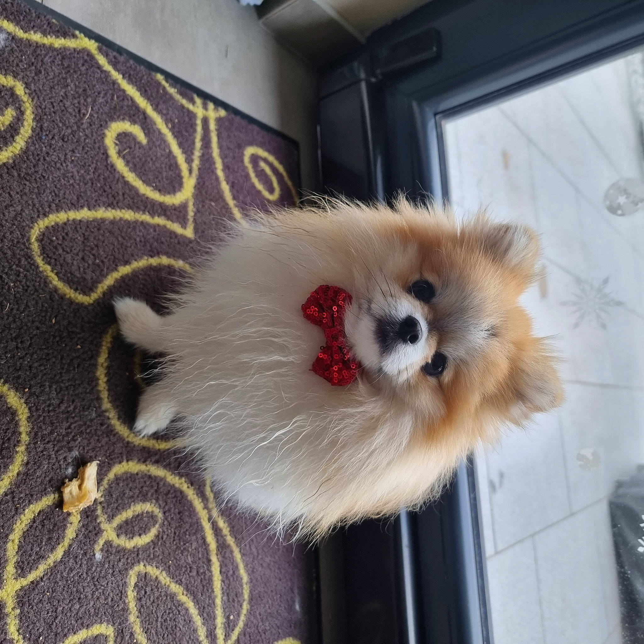 Hatchi a rejoint le concours — aidez-le/la à gagner de superbes lots ! carnivore, companion_dog, dog, dog_breed, fawn, felidae, flooring, fur, german_spitz, german_spitz_klein, german_spitz_mittel, small_to_medium_sized_cats, snout, spitz, sporting_group, tail, toy_dog, volpino_italiano, whiskers, working_animal