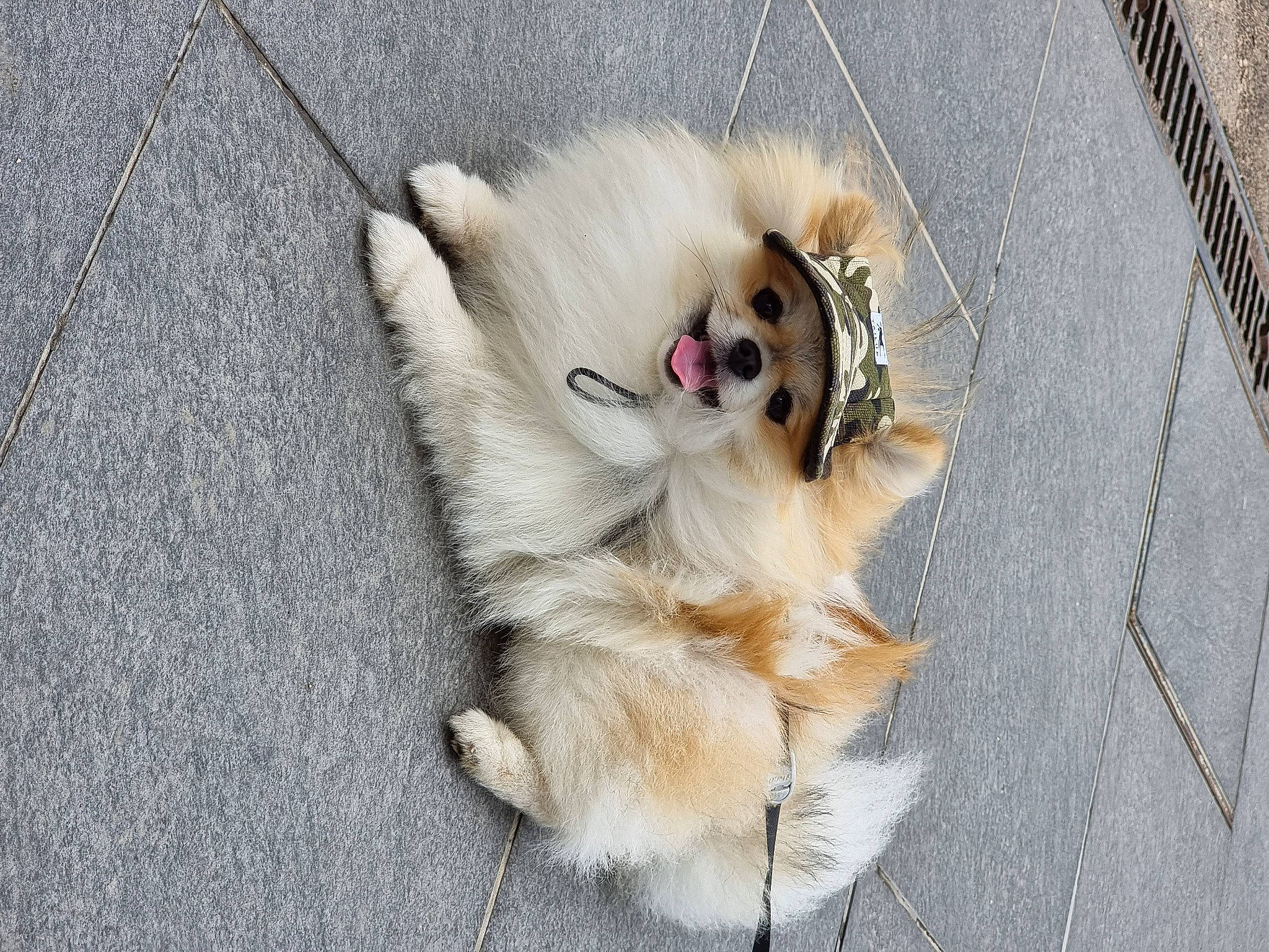 Hatchi a rejoint le concours — aidez-le/la à gagner de superbes lots ! carnivore, collar, companion_dog, dog, dog_breed, dog_supply, fawn, german_spitz, german_spitz_klein, german_spitz_mittel, leash, paw, pet_supply, pomeranian, snout, spitz, sporting_group, tail, toy_dog, whiskers