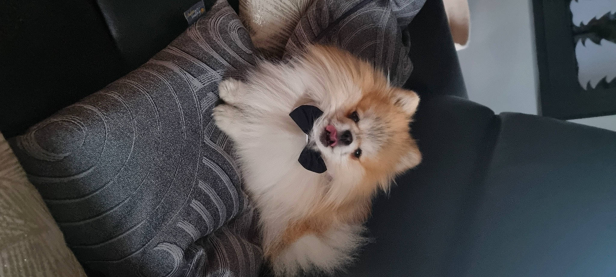 Hatchi a rejoint le concours — aidez-le/la à gagner de superbes lots ! canidae, carnivore, companion_dog, dog, dog_breed, dog_supply, eye, fawn, fur, german_spitz, german_spitz_klein, german_spitz_mittel, liver, pomeranian, snout, spitz, sporting_group, toy_dog, volpino_italiano, whiskers