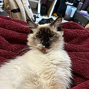 Clementine is registered to the contest to win money with this photo: cat, blep, fluffy, indoor, blanket, maroon, fur, pet, relaxed, face, tongue, animal, cute, cozy, home, furniture, amplifier, guitar_case, room, whiskers