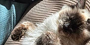 Clementine joined the competition — help win amazing prizes! cat, fluffy, relaxed, sunlight, cushion, beige, paw, fur, indoor, pet, sleeping, cozy, whiskers, closeup, animal, mammal, cute, resting, comfort, soft