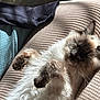 cat, fluffy, relaxed, sunlight, cushion, beige, paw, fur, indoor, pet, sleeping, cozy, whiskers, closeup, animal, mammal, cute, resting, comfort, soft