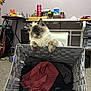 Clementine joined the competition — help win amazing prizes! cat, laundry_basket, clothes, indoor, carpet, wall_art, table, can, decor, pet, furniture, curious, household, room, relaxed, furry, sitting, domestic, feline, cozy