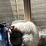 Clementine is registered to the contest to win money with this photo: cat, fluffy, white, pot, plant, windowsill, window, water_bottle, sunlight, indoor, curious, tail, screen, container, houseplant, pet, animal, feline, exploring, daylight