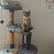 Lys a rejoint le concours — aidez-le/la à gagner de superbes lots ! kitten, cat_tree, toy, tabby_cat, caricature, drawing, wall, indoor, pet, furniture, rope, stack_of_papers, magazine, floor, curious, animal, playful, small_cat, cat_toys, resting