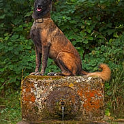 Louna a rejoint le concours — aidez-le/la à gagner de superbes lots ! dog, animal, outdoor, nature, fountain, water, greenery, moss, stone, canine, park, forest, pet, portrait, sitting, ears_up, collar, brown, black, alert