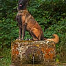 dog, animal, outdoor, nature, fountain, water, greenery, moss, stone, canine, park, forest, pet, portrait, sitting, ears_up, collar, brown, black, alert