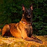Louna a rejoint le concours — aidez-le/la à gagner de superbes lots ! dog, animal, outdoor, forest, nature, moss, brown_coat, black_coat, collar, alert, laying_down, sunlight, background, canine, pet, wildlife, fur, grass, daytime, watchful