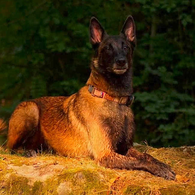 Louna a rejoint le concours — aidez-le/la à gagner de superbes lots ! dog, animal, outdoor, forest, nature, moss, brown_coat, black_coat, collar, alert, laying_down, sunlight, background, canine, pet, wildlife, fur, grass, daytime, watchful