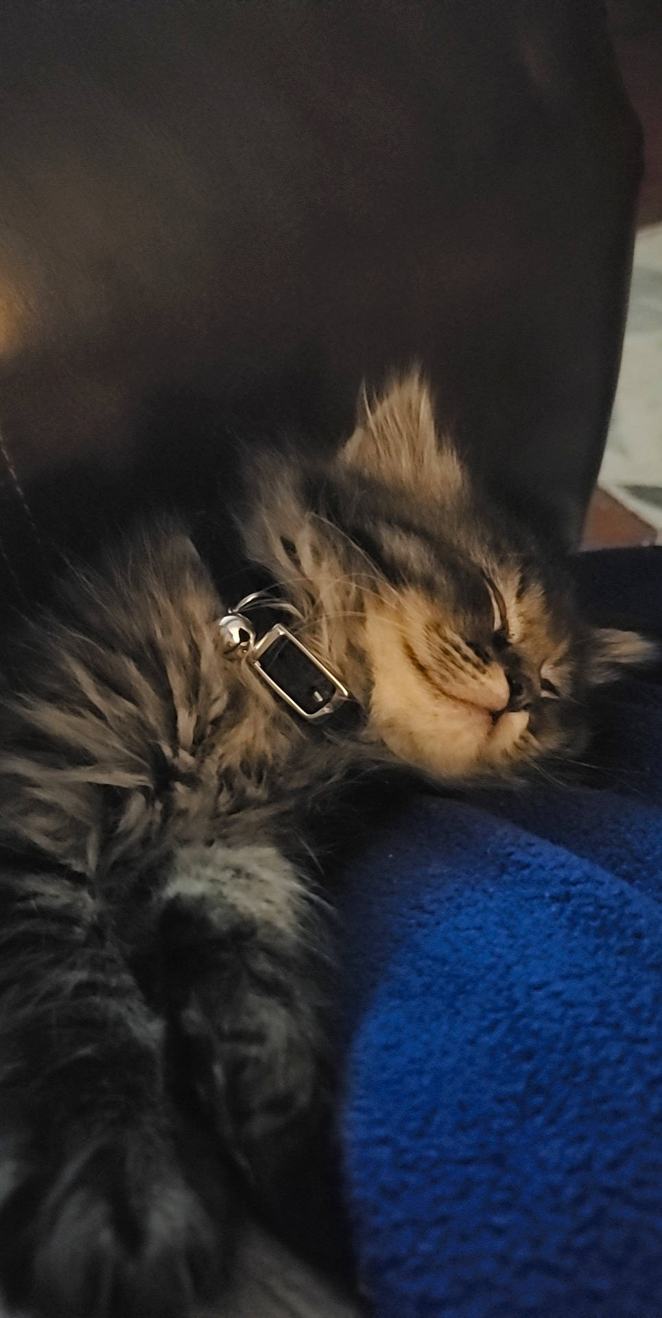 Glitter is registered to the contest to win money with this photo: carnivore, cat, claw, cloud, comfort, darkness, domestic_short_haired_cat, felidae, fur, maine_coon, nap, paw, sleep, small_to_medium_sized_cats, snout, tail, terrestrial_animal, whiskers, wildlife, wood