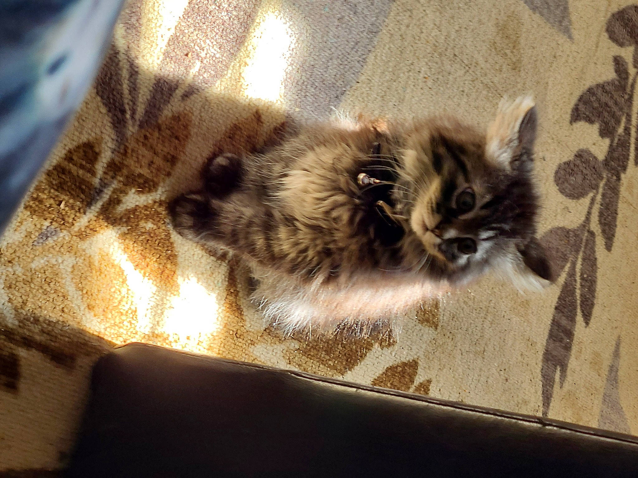 Glitter is registered to the contest to win money with this photo: box, cardboard, carnivore, cat, claw, comfort, domestic_short_haired_cat, fawn, felidae, fur, pattern, paw, room, small_to_medium_sized_cats, snout, tail, terrestrial_animal, tints_and_shades, whiskers, window