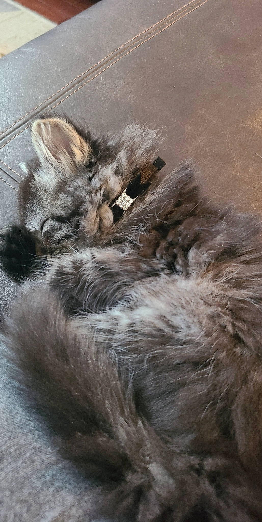 Glitter joined the competition — help win amazing prizes! art, british_longhair, carnivore, cat, claw, domestic_short_haired_cat, fawn, felidae, fur, grey, liver, norwegian_forest_cat, paw, small_to_medium_sized_cats, snout, tail, terrestrial_animal, whiskers