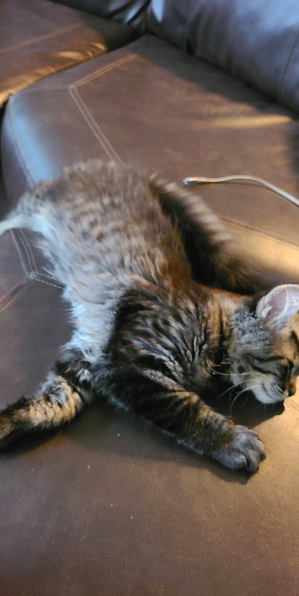 Glitter is registered to the contest to win money with this photo: carnivore, cat, claw, comfort, domestic_short_haired_cat, felidae, fur, mammal, metal, nap, paw, small_to_medium_sized_cats, snout, tail, terrestrial_animal, vertebrate, whiskers, wood