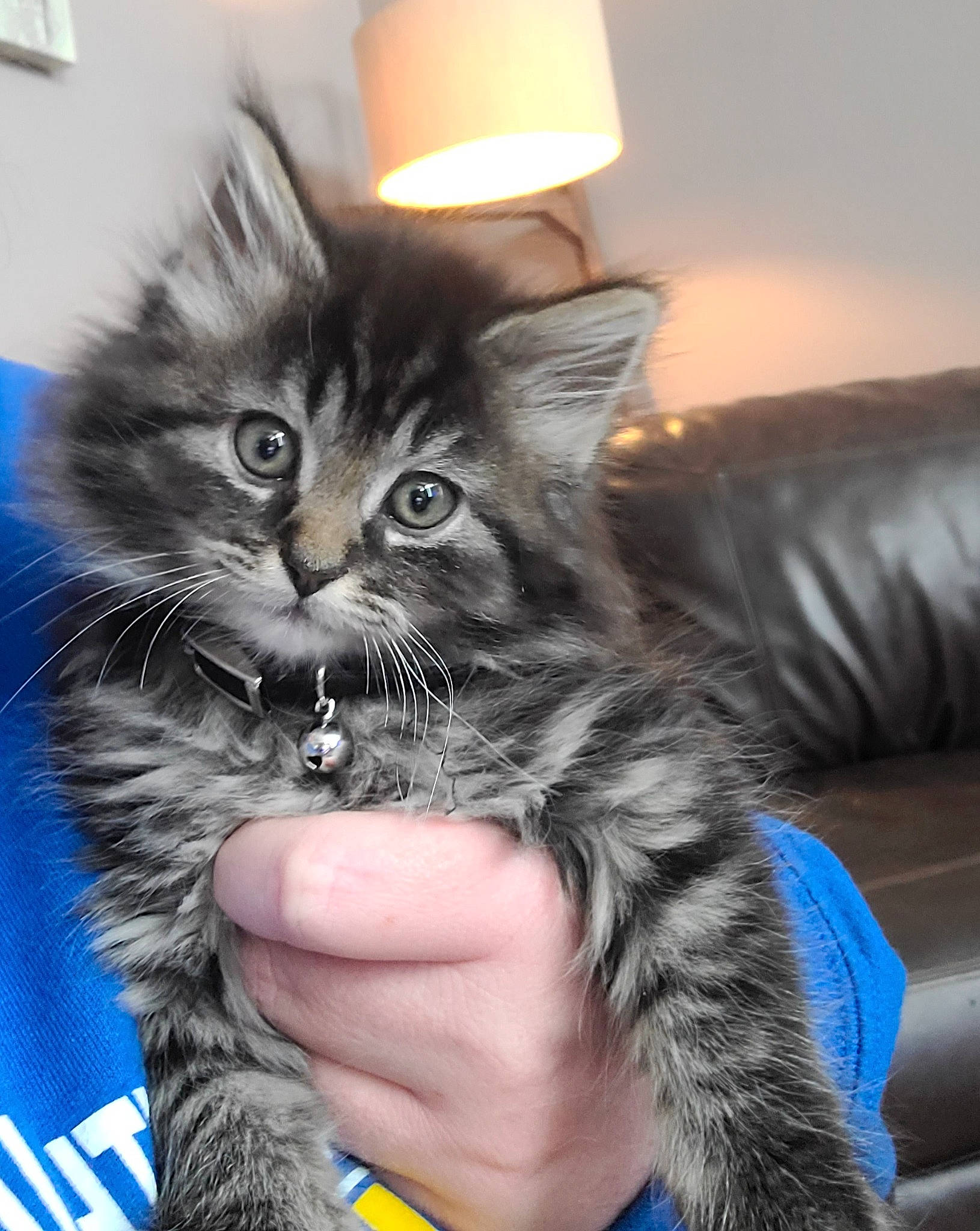 Glitter joined the competition — help win amazing prizes! carnivore, cat, claw, comfort, couch, domestic_short_haired_cat, electric_blue, felidae, fur, gesture, lamp, lampshade, light_fixture, lighting_accessory, paw, sitting, small_to_medium_sized_cats, snout, tail, whiskers