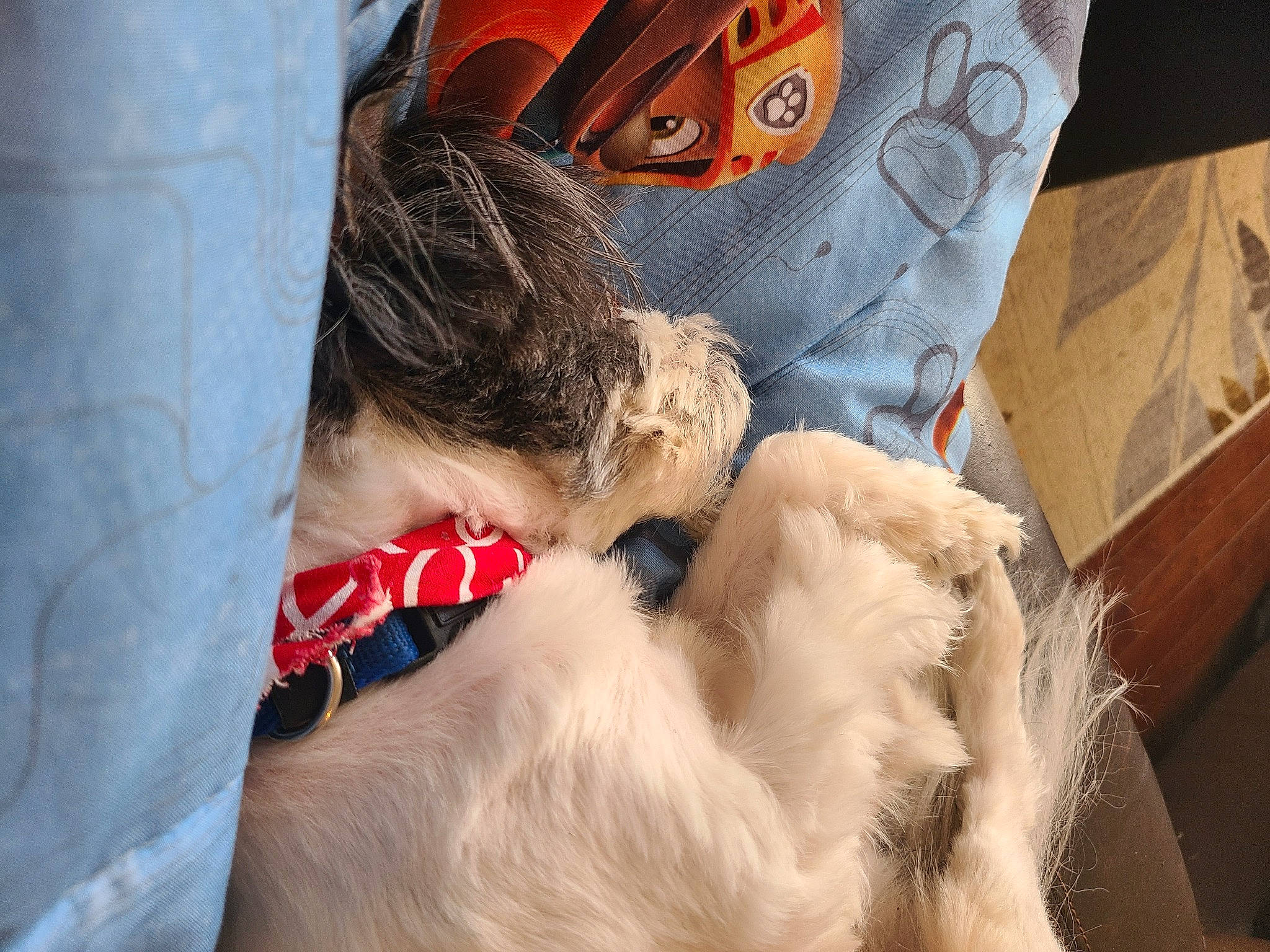 Rocky joined the competition — help win amazing prizes! beard, carnivore, comfort, companion_dog, denim, dog, dog_breed, fawn, feather, felidae, fur, fur_clothing, human_leg, linens, nap, pattern, small_to_medium_sized_cats, sporting_group, street_fashion, whiskers