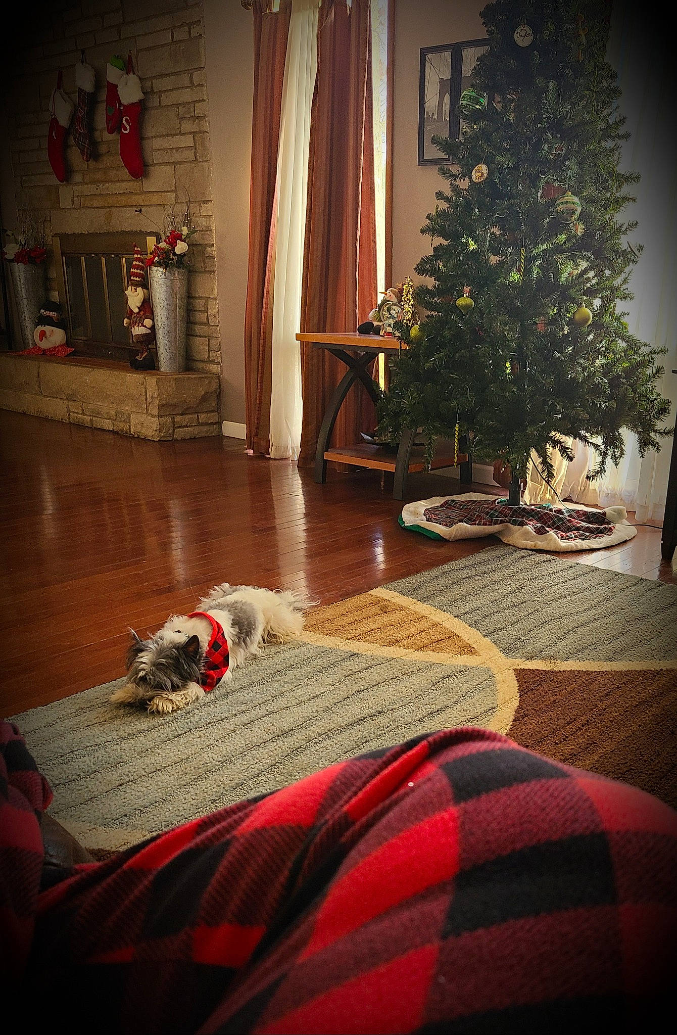 Rocky joined the competition — help win amazing prizes! black, carnivore, christmas_tree, comfort, curtain, dog, door, floor, flooring, hardwood, interior_design, living_room, plant, property, red, textile, tree, wall, window, wood