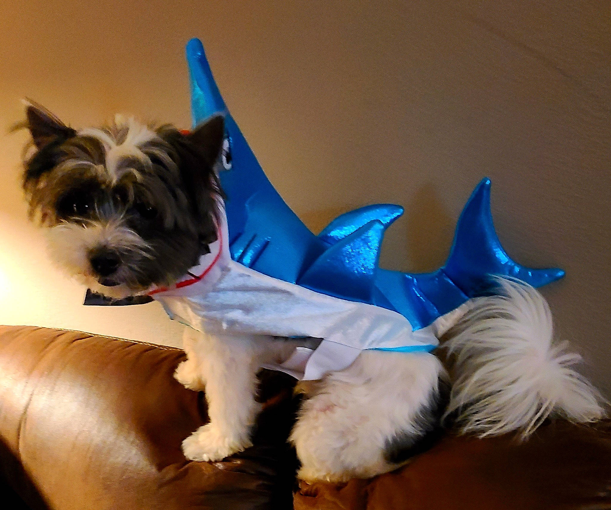 Rocky is registered to the contest to win money with this photo: blue, canidae, carnivore, collar, companion_dog, dog, dog_breed, dog_clothes, dog_collar, dog_supply, electric_blue, fawn, pet_supply, small_terrier, snout, sporting_group, tail, terrier, toy_dog, working_animal