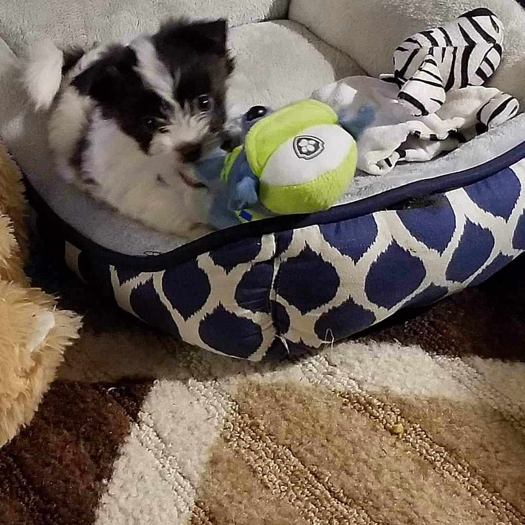 Rocky joined the competition — help win amazing prizes! automotive_tire, automotive_wheel_system, baby_products, bag, basket, carnivore, cat, comfort, couch, fashion_accessory, felidae, grass, linens, luggage_and_bags, serpent, small_to_medium_sized_cats, tire, wheel, whiskers, wicker