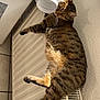 appliance, cat, comfort, cozy, domestic, feline, floor_tiles, fur, home, indoor, pet, radiator, relaxed, resting, striped, sunlight, tabby_cat, vent_pipe, wall, warmth
