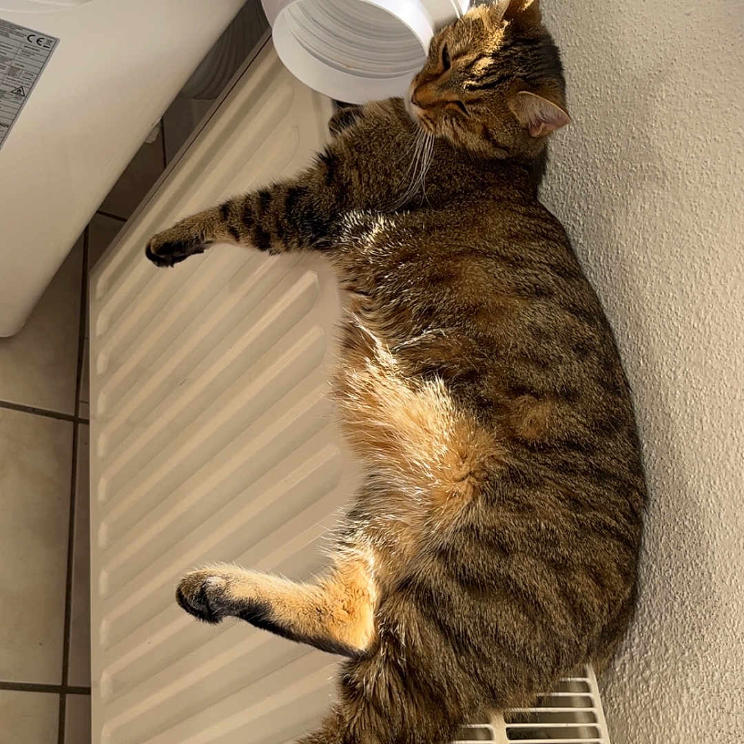 Tigrou a rejoint le concours — aidez-le/la à gagner de superbes lots ! appliance, cat, comfort, cozy, domestic, feline, floor_tiles, fur, home, indoor, pet, radiator, relaxed, resting, striped, sunlight, tabby_cat, vent_pipe, wall, warmth