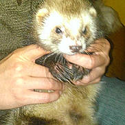 Roudoudou participe au concours pour gagner de l'argent avec cette photo :