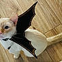 cat, pet, costume, bat_wings, wooden_floor, indoor, animal, cream_color, whiskers, ears, tail, collar, cute, curious, looking_up, feline, domestic_cat, fur, closeup, pose